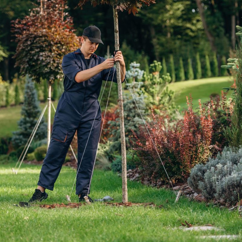 Fixing the growing little tree for the straight position. Professional gardener is on the lawn.