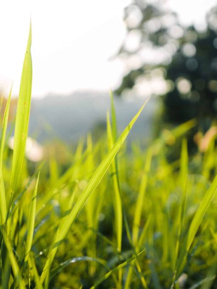 low angle view of close up green grass landscape