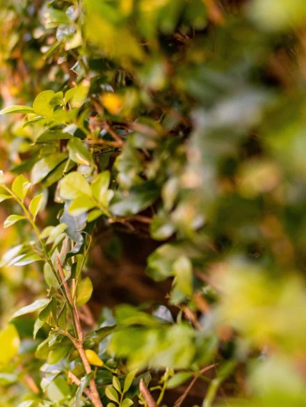 green-nature-background-hedge-2025-01-08-14-23-32-utc