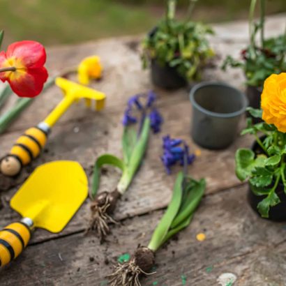 Hyacinthus, hyacinths Transplanting. Handling hyacinth bulbs. cupping plants. Garden instruments, spatula and spray gun next to daffodil. Spring time. concept of transplanting plants from pot to garden
